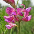 Foto Kelch Onobrychis viciifolia